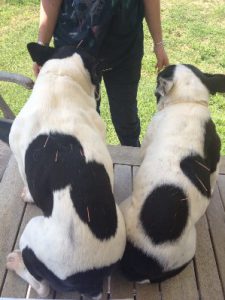 Greta Fabio Bulldog Epilessia Agopuntura