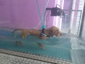 tapis roulant acqua cane