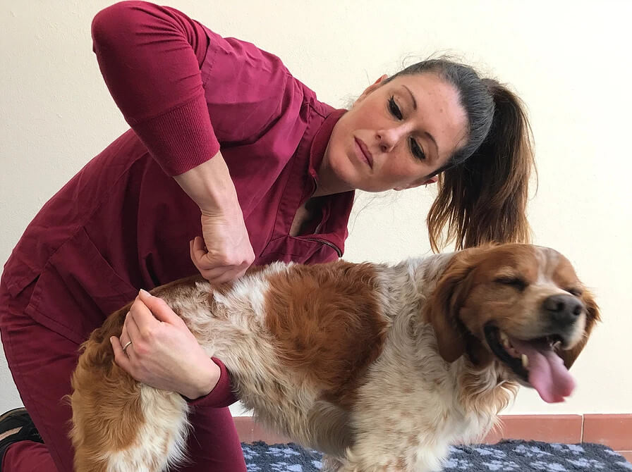 foto di Valentina Taccini Fisioterapia Veterinaria Pisa