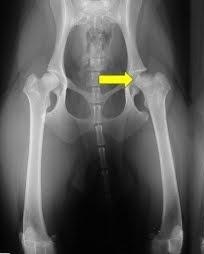 Displasia anca nel cane
