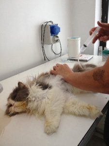 Trattamento Olistico su gattina persiana con tumore mammario