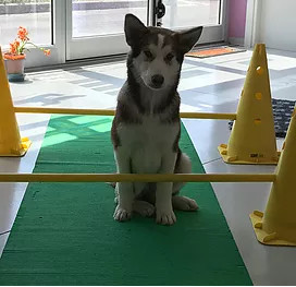 Applicazioni Fisioterapia Veterinaria