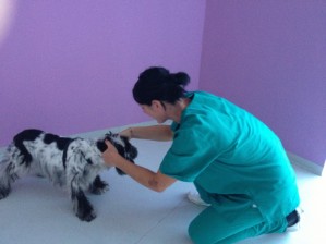 Chiropratica ernia cervicale cane