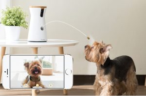 Dog Camera
