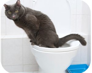 Eliminazione inappropriata del gatto