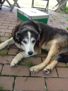 Cane anziano Balto