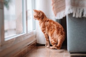 Gestione del Gatto in casa