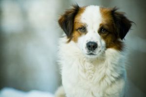 Polineuropatia del Cane