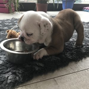 Sindrome Cane Nuotatore