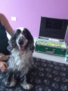 Tao Cocker Ozonoterapia Cane