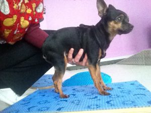 Trilly Chiuaua riabilitazione post intervento rotula