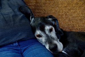 cane anziano anomalie comportamento