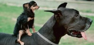 Comportamento aggressivo del cane