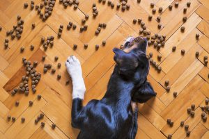 Disturbi alimentari del cane