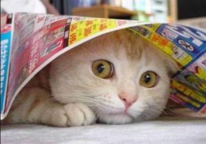 Gatto Con Ansia