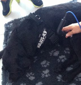 Legamento crociato del cane tecarterapia