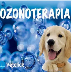 ozonoterapia vetclick intervista Dott.ssa Valentina Taccini