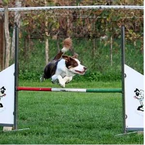 Preparazione atletica del cane