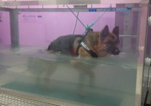 problemi motori in cane anziano