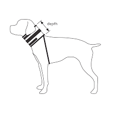 Riabilitazione stabilizzazione cervicale cane