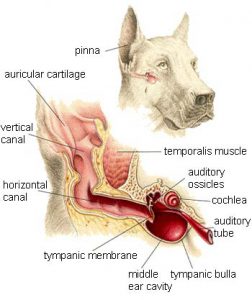 Sindrome vestibolare del cane