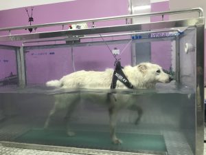 idroterapia animale