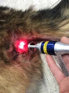 Fistola perianale cane