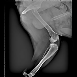 Radiografia ginocchio artrosi cane