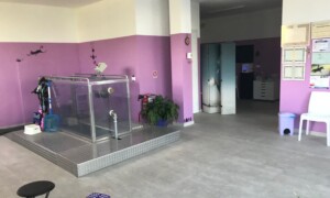 Vasca Idroterapia animali Fisioterapia Veterinaria Pisa