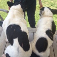 Greta e Fabio Bulldog con epilessia trattati con agoupuntura