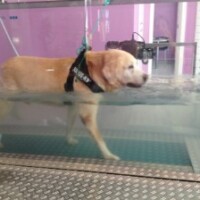 Pedro Labrador Terapia in acqua