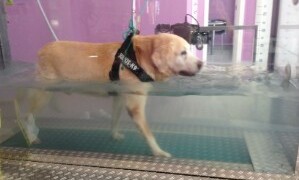 Pedro Labrador Terapia in acqua