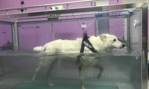 idroterapia veterinaria cane