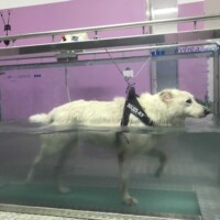 idroterapia veterinaria cane